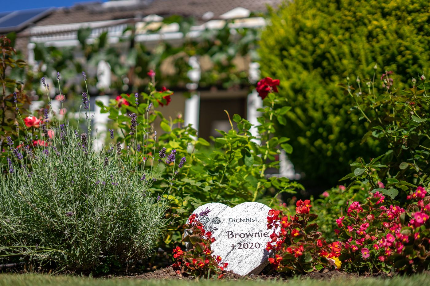 Tierbestattung im eigenen Garten – Das ist zu beachten